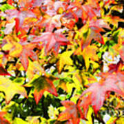 Fall Leaves #2 Poster