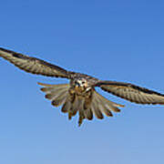 Galapagos Hawk Flying Alcedo Volcano #2 Poster