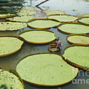 Giant Amazon Water Lilies #2 Poster