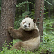 Giant Panda Brown Morph China #2 Poster