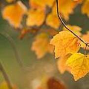 Golden Fall Leaves Poster