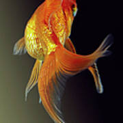 Goldfish #2 Poster