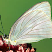Great Southern White Butterfly #2 Poster