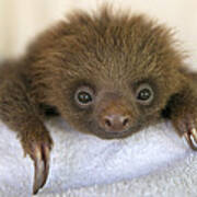 Hoffmanns Two-toed Sloth Orphan #2 Poster