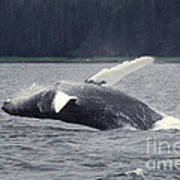 Humpback Whale Breaching #2 Poster