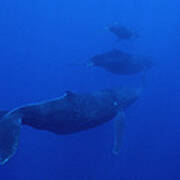 Humpback Whale Cow Calf And Male Escort #2 Poster