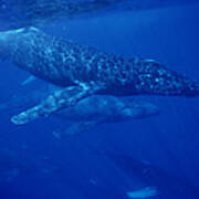 Humpback Whale Traveling Group Maui #2 Poster