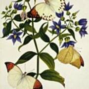 Indian Butterflies And Flowers Poster