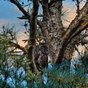Juvenile Eagle In A Pine Tree #3 Poster