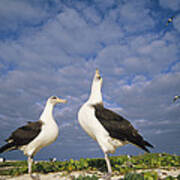 Laysan Albatross Courtship Dance Hawaii #2 Poster