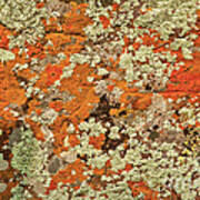 Lichen Abstract #2 Poster