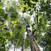 Looking Up To Rainforest Canopy Costa #2 Poster