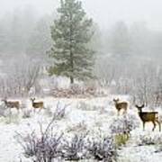 Mule Deer In Heavy Snow #2 Poster