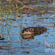 Muskrat Ondatra Zibethicus #2 Poster