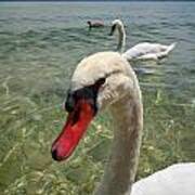 Mute Swan. Sirmione. Lago Di Garda #2 Poster