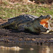 Nile Crocodile (crocodylus Niloticus #2 Poster