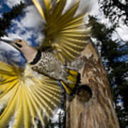 Northern Flicker Leaving Nest Cavity #2 Poster