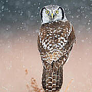 Northern Hawk Owl #6 Poster