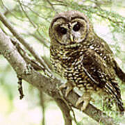 Northern Spotted Owl #2 Poster