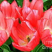 Tulips Radiant In Pink Poster