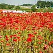 Red Poppy Field Near Highway Road #2 Poster