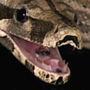 Red-tail Boa Constrictor #2 Poster