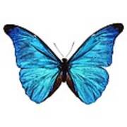 Rhetenor Blue Morpho Butterfly #2 Poster