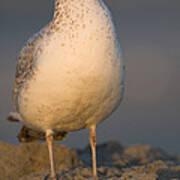 Ring-billed Gull #2 Poster