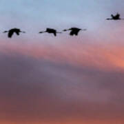 Sandhill Cranes Flying At Sunset #2 Poster