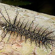 Saturniid Moth Caterpillar #2 Poster