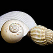 Seashells #2 Poster