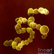 Sem Of Streptococcus #2 Poster