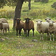 Sheep In Extremadura #2 Poster