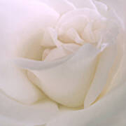 Softness Of A White Rose Flower Poster
