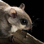 Southern Flying Squirrel, Glaucomys #2 Poster