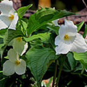 Springtime Trillium #2 Poster