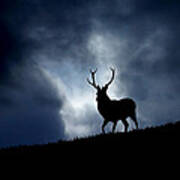 Stag Silhouette #2 Poster