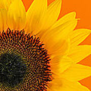 Sunflower Closeup 2 Poster