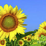 Sunflower Field 1 Poster