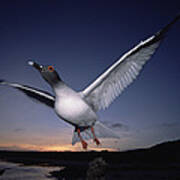 Swallow-tailed Gull Departs At Dusk #2 Poster