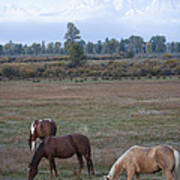 Teton Horses #2 Poster