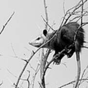 Treed Opossum #2 Poster