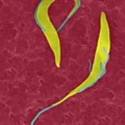 Trypanosome Trypomastigotes Protozoa #2 Poster