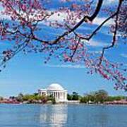 Washington Dc Cherry Blossom #2 Poster