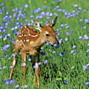 White-tailed Deer Fawn #2 Poster