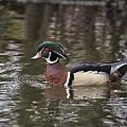 Wood Duck #3 Poster