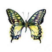 20 Old World Swallowtail Butterfly Poster