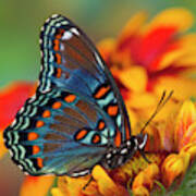 Red-spotted Purple Butterfly, Limenitis #20 Poster