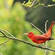 Summer Tanager #21 Poster