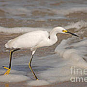 22- Snowy Egret Poster